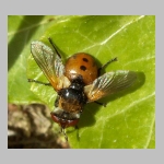 Gymnosoma sp - Raupenfliege 05.jpg